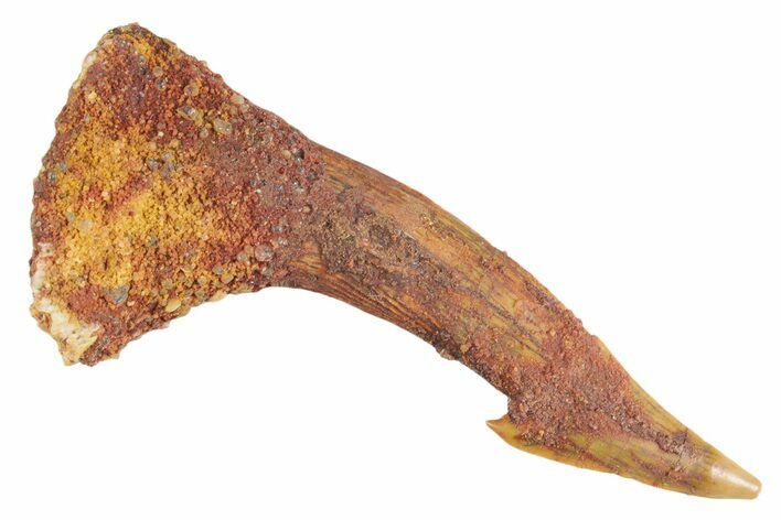 Fossil Sawfish (Onchopristis) Rostral Barb - Morocco #356451